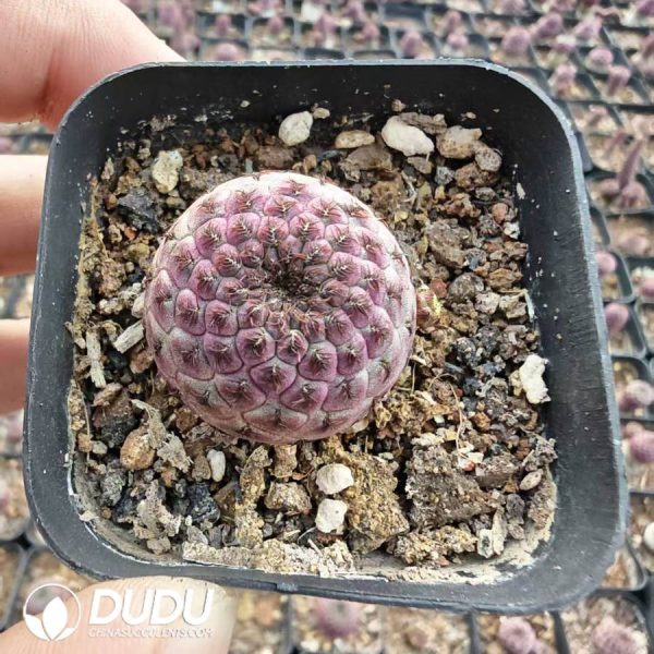 Echinopsis sanguiniflora - Image 1