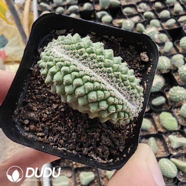 Strombocactus disciformis cristata - Image 1