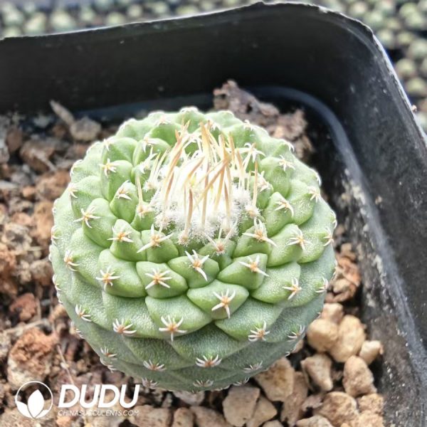 Strombocactus disciformis - Image 1