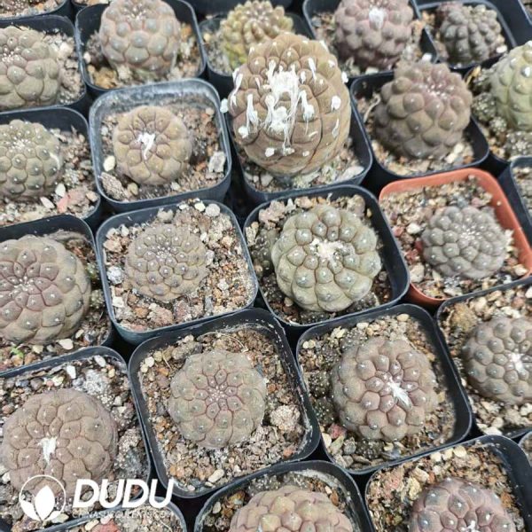 Copiapoa hypogaea - Image 1