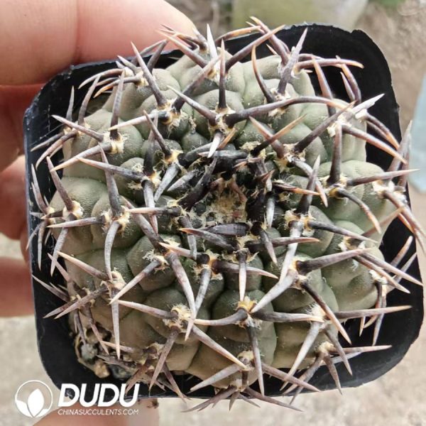 10202D40.jpg Gymnocalycium bodenbenderianum f. nigrispina - Image 1