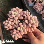 Pachyveria Cherry Clustering