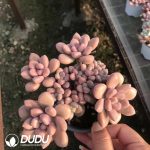 Pachyveria Cherry Clustering - Image 2