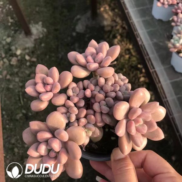 Pachyveria Cherry Clustering - Image 2