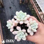 Pachyveria Perfume 3-4 Heads Clustering