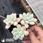 Pachyveria Perfume 3-4 Heads Clustering - Image 2