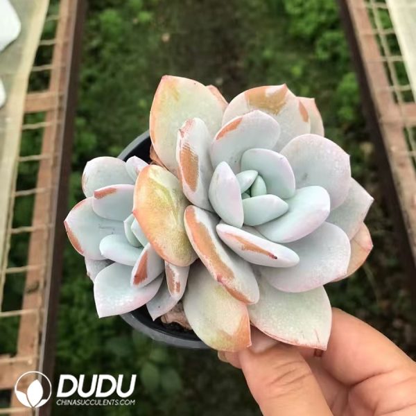 Echeveria Milk Tea Double Heads - Image 2
