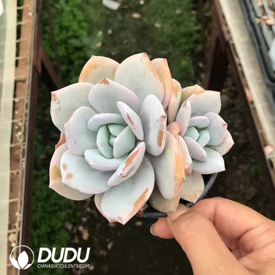 10206D90.jpg Echeveria Milk Tea Double Heads - Image 1
