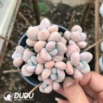 Graptopetalum Snowflake Miul Clustering - Image 2