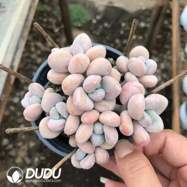 Graptopetalum Snowflake Miul Clustering - Image 2