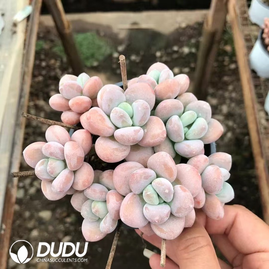 10207D90.jpg Graptopetalum Snowflake Miul Clustering - Image 1