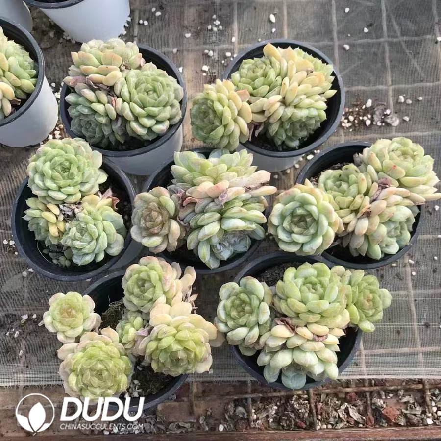 10208D90.jpg Echeveria White Lover Clustering - Image 1