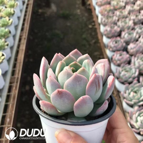 Echeveria All Star - Image 2
