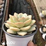 Echeveria 210523 - Image 2