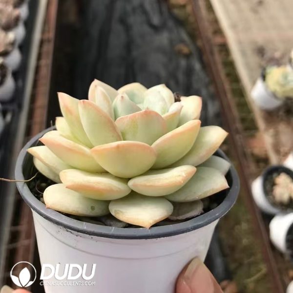 Echeveria 210523 - Image 2