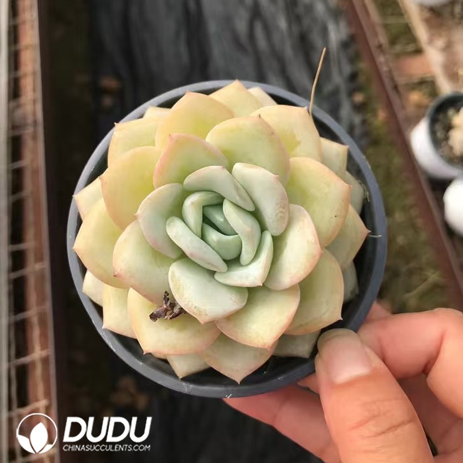10210D90.jpg Echeveria 210523 - Image 1