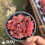 Echeveria Kusu Clustering