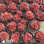 Echeveria Kusu Clustering - Image 2
