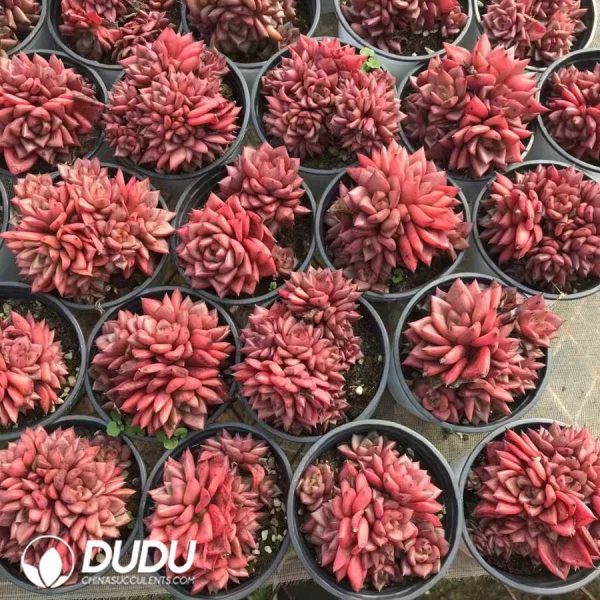 Echeveria Kusu Clustering - Image 2