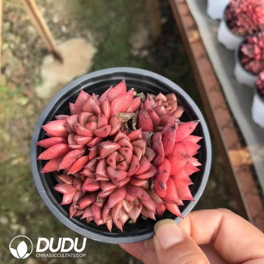 10211D90.jpg Echeveria Kusu Clustering - Image 1