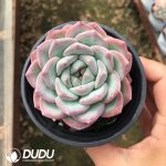 Echeveria Pink Dream