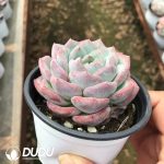 Echeveria Pink Dream - Image 2