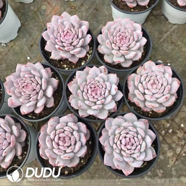 Echeveria Yu Furong - Image 2