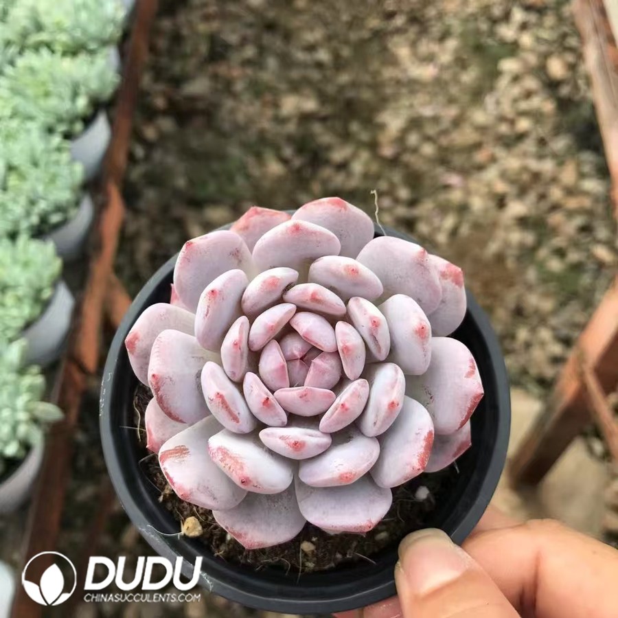 10214D90.jpg Echeveria Yu Furong - Image 1