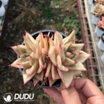 Echeveria Star Variegated Double Heads