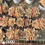 Echeveria Star Variegated Double Heads - Image 2