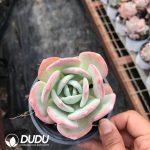Echeveria White Moonlight - Image 2