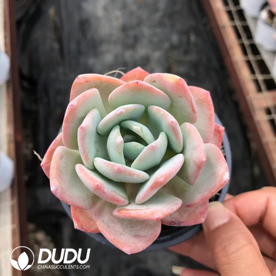 10216D90.jpg Echeveria White Moonlight - Image 1