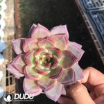 Echeveria Darth Vader