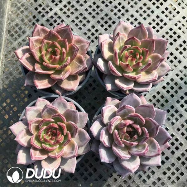 Echeveria Darth Vader - Image 2