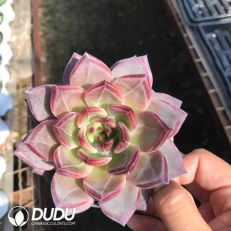 10217D90.jpg Echeveria Darth Vader - Image 1