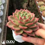 Echeveria Starbucks - Image 2