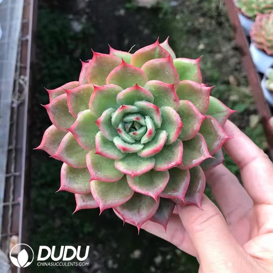 10218D90.jpg Echeveria Starbucks - Image 1