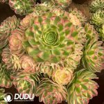 Aeonium Samsara Clustering