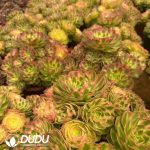 Aeonium Samsara Clustering - Image 2