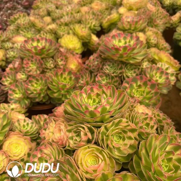 Aeonium Samsara Clustering - Image 2