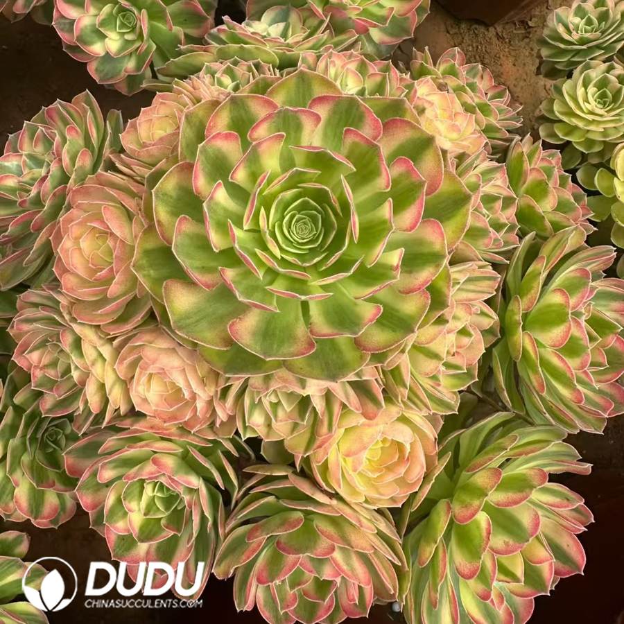 10222D280.jpg Aeonium Samsara Clustering - Image 1