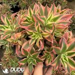 Aeonium Maple Leaf Clustering