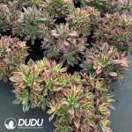 Aeonium Maple Leaf Clustering - Image 2