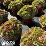 Aeonium Wanziqianhong - Image 2