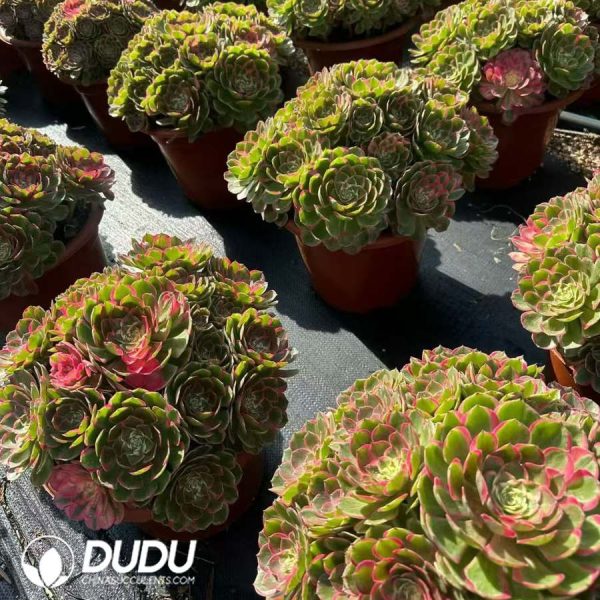 Aeonium Wanziqianhong - Image 2