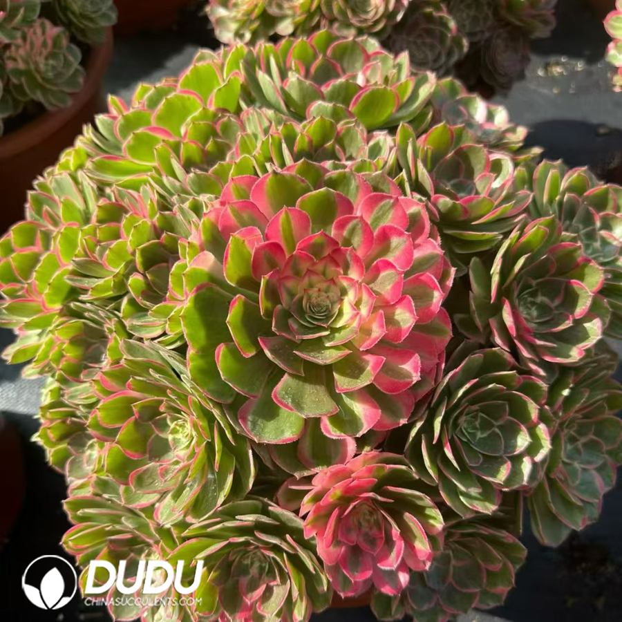 10224D400.jpg Aeonium Wanziqianhong - Image 1