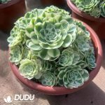 Aeonium Snow White - Image 2