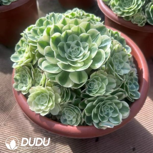 Aeonium Snow White - Image 2