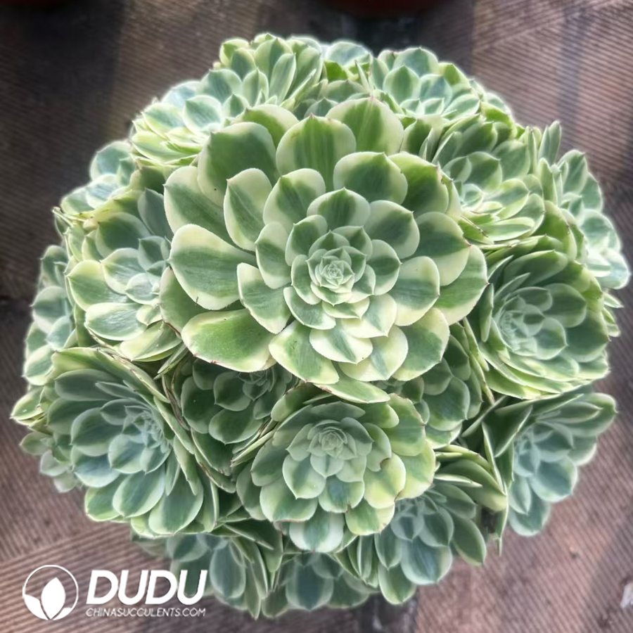 10225D350.jpg Aeonium Snow White - Image 1