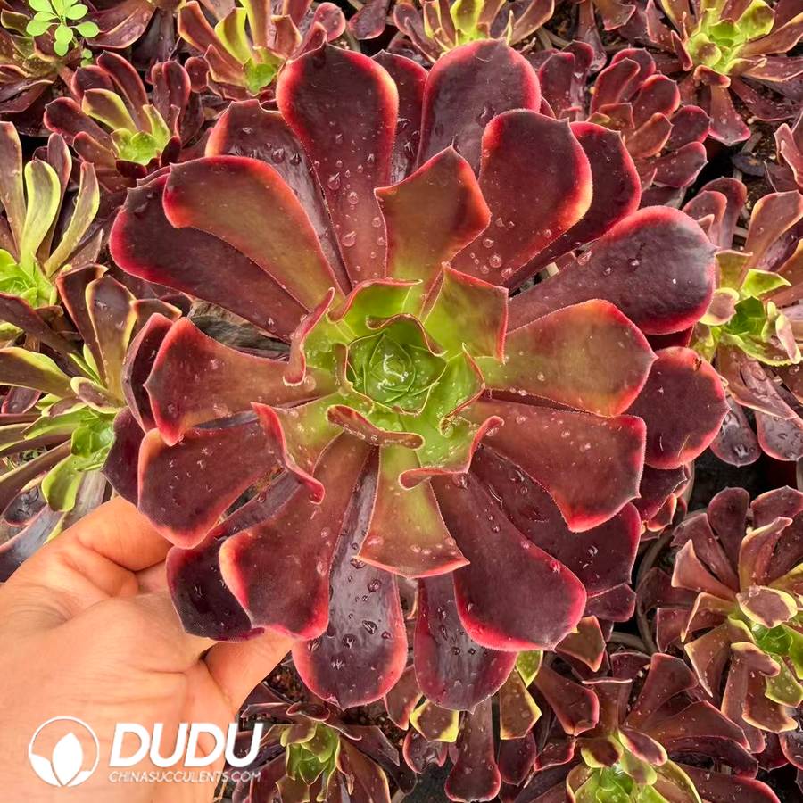 00332D120.jpg Aeonium Superbang - Image 1